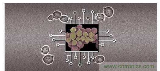 酵母菌(中)就像電子組件般的互連在一起，只不過這些細(xì)胞并非透過電線交流，而是經(jīng)由僅能以適當(dāng)接受器注入細(xì)胞的化學(xué)藥物進(jìn)行互動(dòng)。