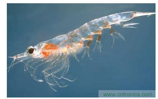 可大量供應(yīng)的普通蝦殼中含有開發(fā)高效率有機(jī)太陽能電池所需的成份。