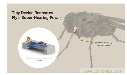 顯示研究人員們經(jīng)由這種寄生蠅的聲音處理機(jī)制啟發(fā)，開發(fā)出一款低功耗的麥克風(fēng)組件。