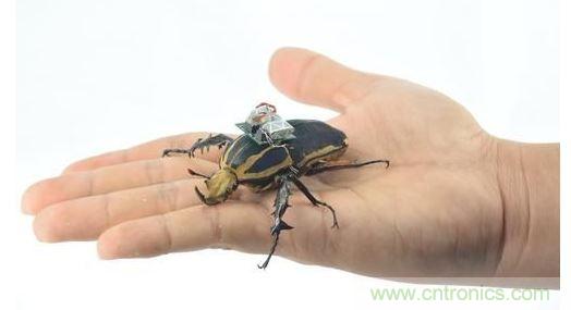 研究人員觀察手中的花甲蟲及其背包等細節(jié)。