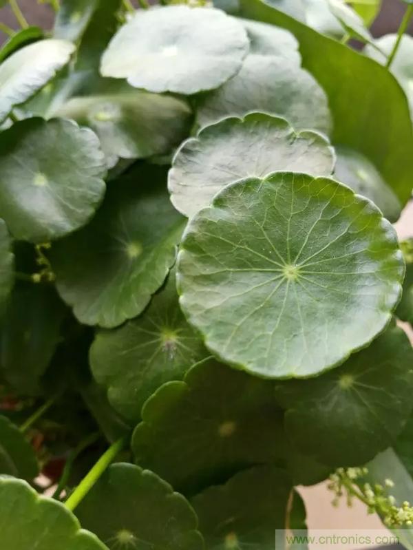 手機(jī)單鏡頭和雙鏡頭設(shè)計(jì)有什么區(qū)別？