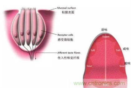 仿生傳感器的定義、原理、分類及應(yīng)用