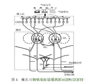 仿生傳感器的定義、原理、分類及應(yīng)用