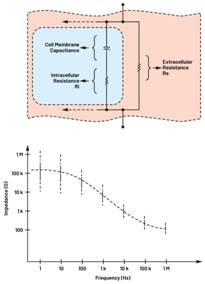  圖3.人體皮膚的三種主要RC分層模型：(a) Tregear、(b) Lykken、(c) Montague